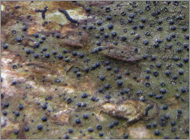 Dichoporis taylorii, Strigula taylorii