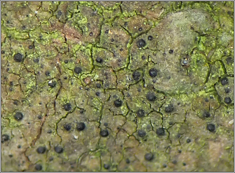 Dichoporis taylorii, Strigula taylorii