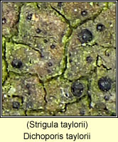 Strigula taylorii