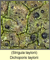 Dichoporis taylorii (Strigula taylorii)