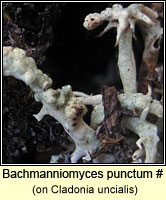 Bachmanniomyces uncialicola