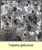 Trapelia glebulosa