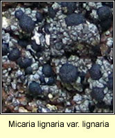 Micaria lignaria var lignaria