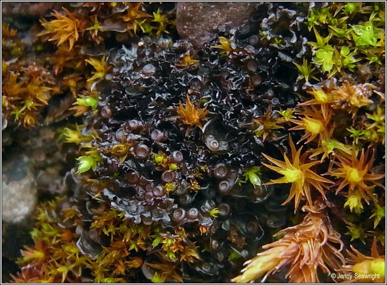 Leptogium pulvinatum