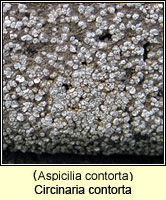 Circinaria contorta (Aspicilia contorta)