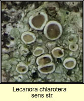 Lecanora chlarotera