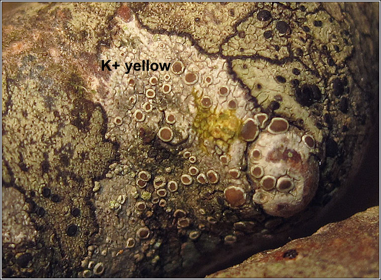 Lecanora chlarotera