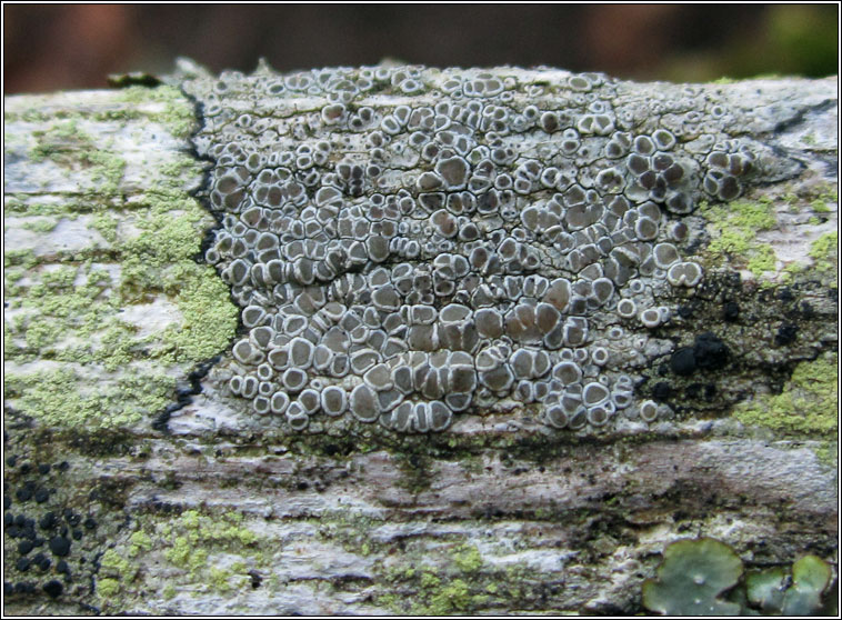 Lecanora chlarotera