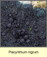 Placynthium nigrum