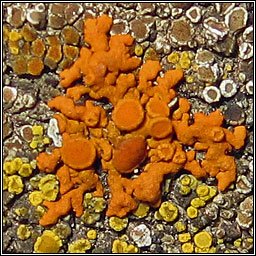 Xanthoria elegans