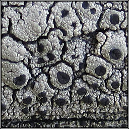 Acolium inquinans, Cyphelium inquinans