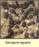 Sarcogyne regularis