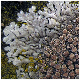 Lecanora muralis