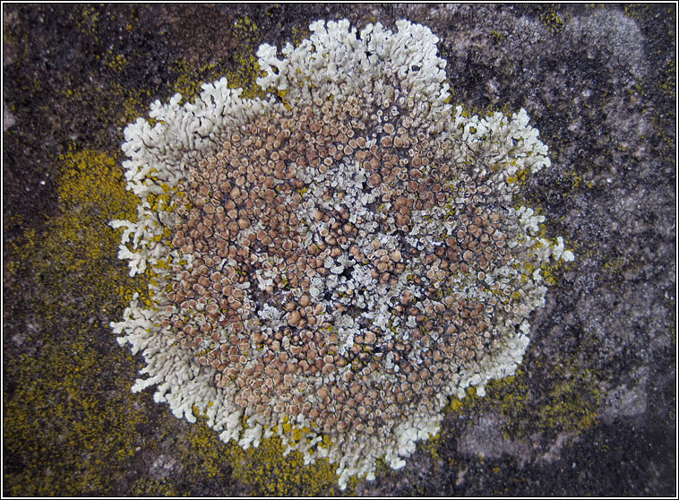 Lecanora muralis