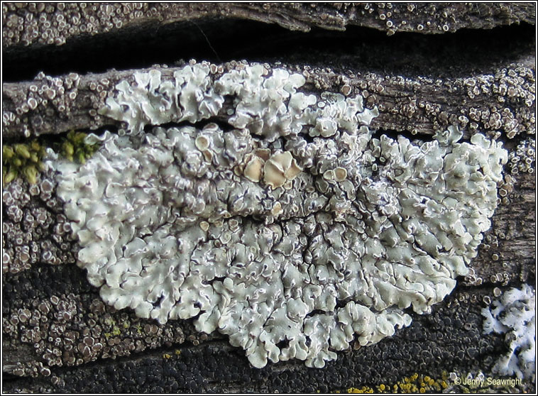 Lecanora muralis