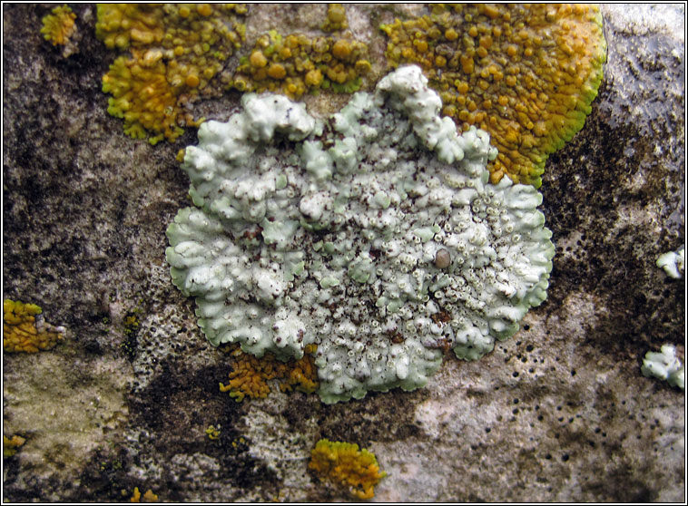 Lecanora muralis