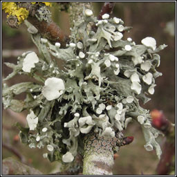 Ramalina fastigiata