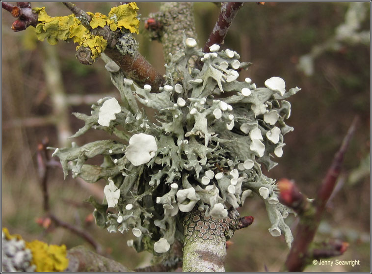 Ramalina fastigiata