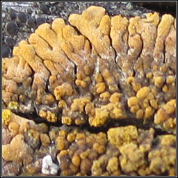 Caloplaca decipiens