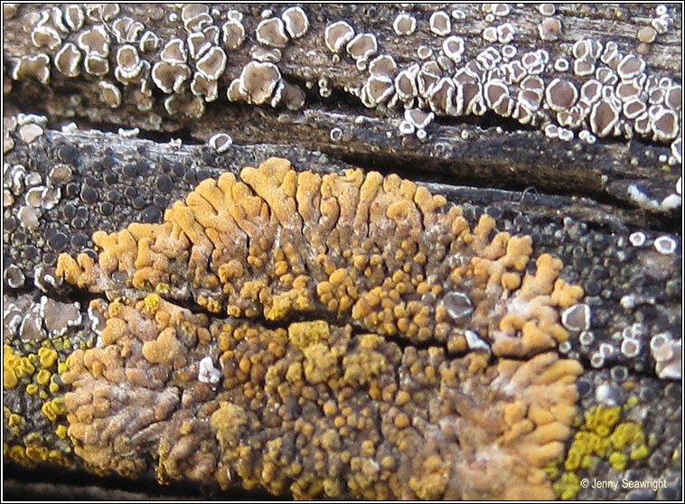 Caloplaca decipiens