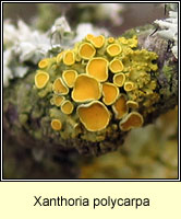 Xanthoria polycarpa