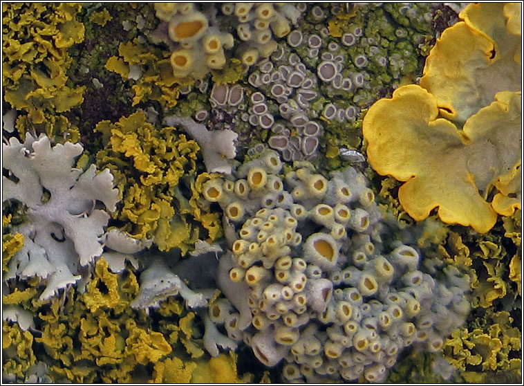 Xanthoria polycarpa