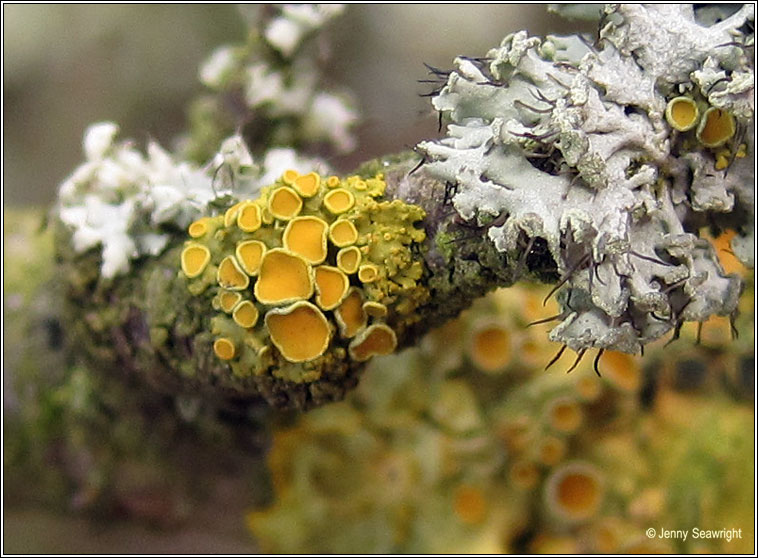 Xanthoria polycarpa