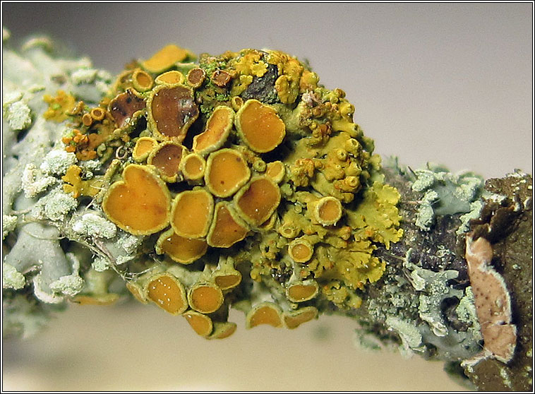 Xanthoria polycarpa