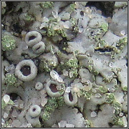 Phaeophyscia orbicularis