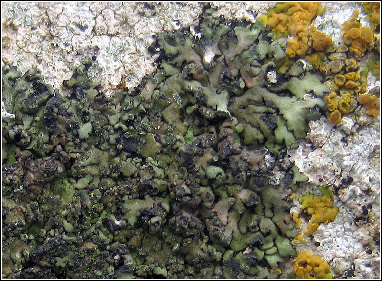 Phaeophyscia orbicularis