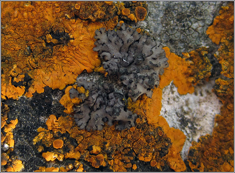 Phaeophyscia orbicularis