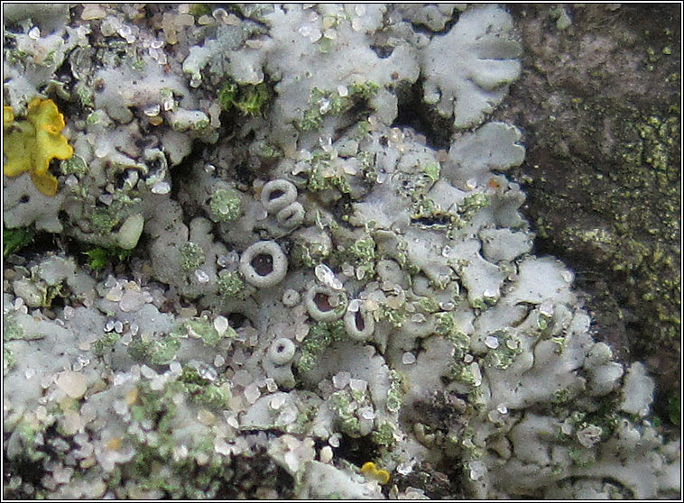 Phaeophyscia orbicularis