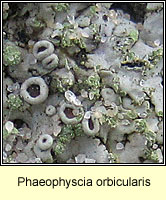 Phaeophyscia orbicularis