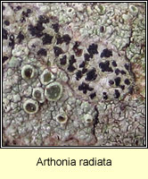Arthonia radiata