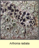 Arthonia radiata