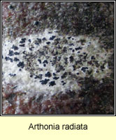 Arthonia radiata