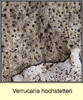 Verrucaria hochstetteri