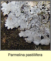 Parmelina pastillifera