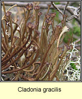 Cladonia gracilis