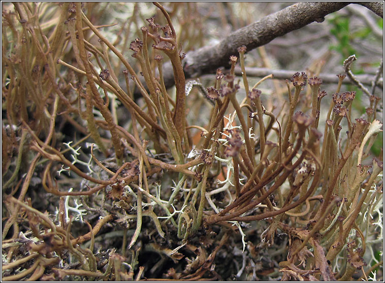 Cladonia gracilis