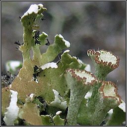 Cladonia foliaceae