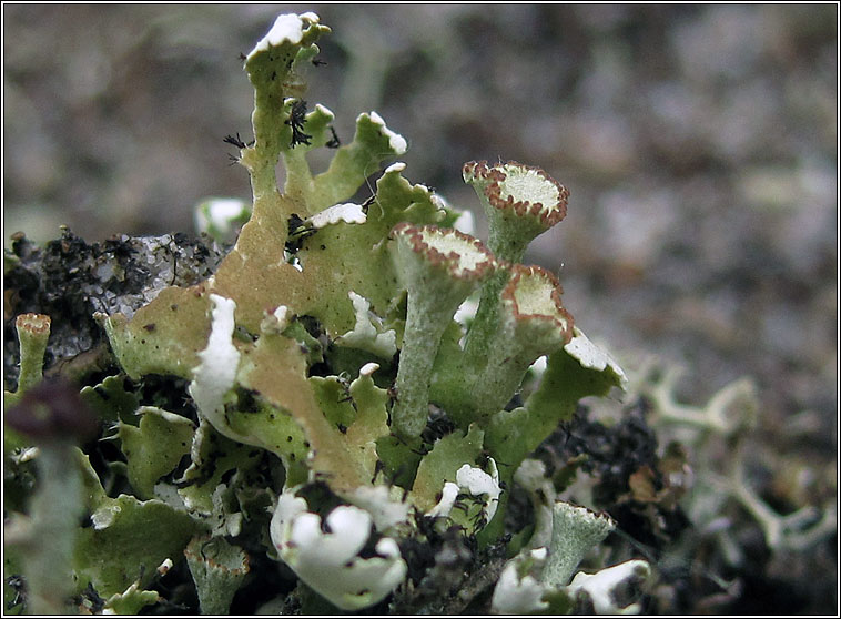 Cladonia foliaceae