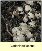 Cladonia foliaceae