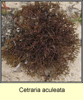 Cetraria aculeata