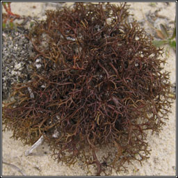 Cetraria aculeata