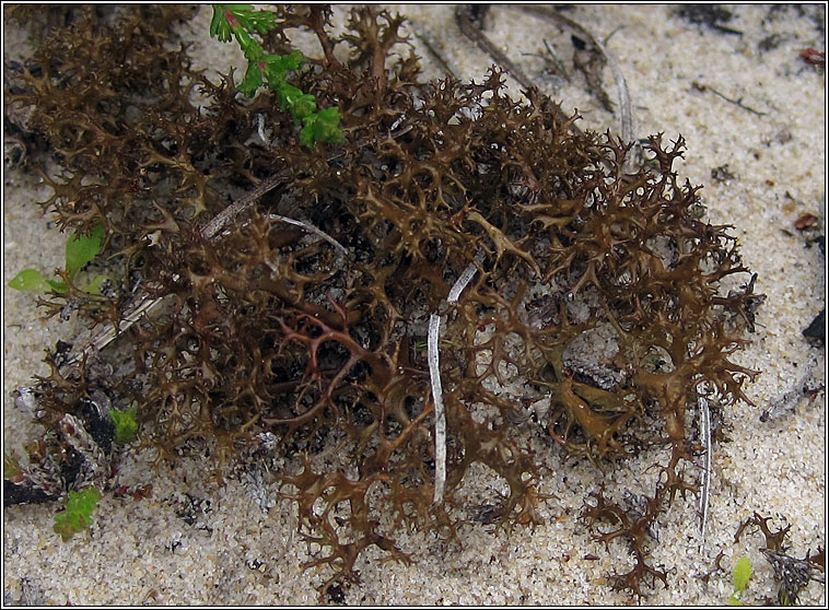 Cetraria aculeata