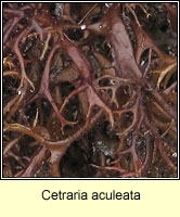 Cetraria aculeata