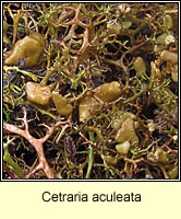 Cetraria aculeata