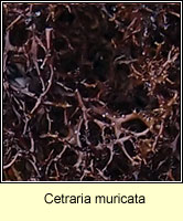 Cetraria muricata