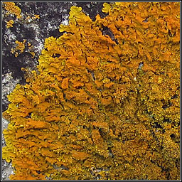 Xanthoria calcicola